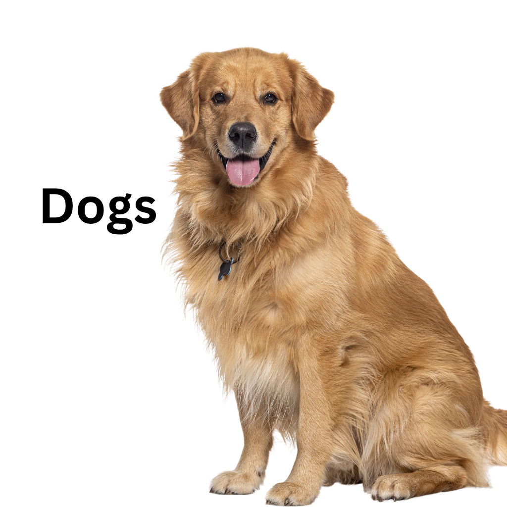 dogs